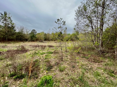Geneva Alabama Hunting Land for Sale 466ac - Riverfront - image 33