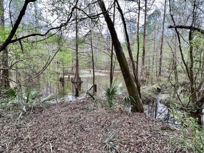 Geneva Alabama Hunting Land for Sale 466ac - Riverfront - image 8