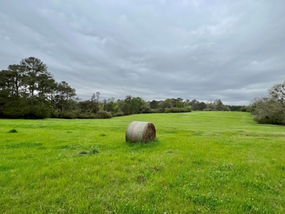 Geneva Alabama Hunting Land for Sale 466ac - Riverfront - image 13