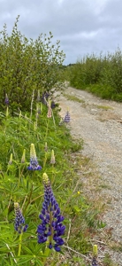 Maine Oceanfront Land - image 16