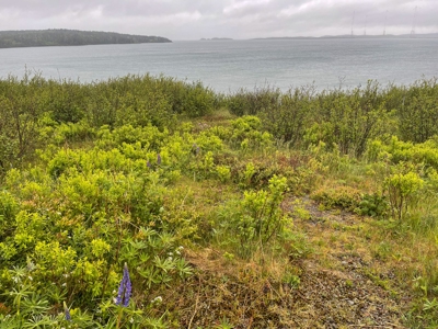 Maine Oceanfront Land - image 8