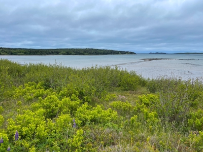 Maine Oceanfront Land - image 4
