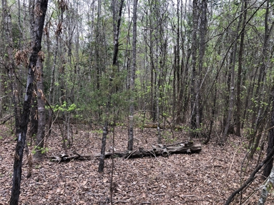 Easy Access Hunting Property with Timber - image 4
