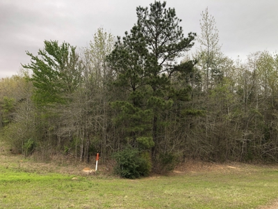 Easy Access Hunting Property with Timber - image 2