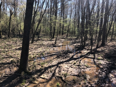 Excellent Hunting / Recreational Property - image 7