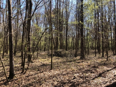 Excellent Hunting / Recreational Property - image 6