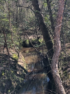 Excellent Hunting / Recreational Property - image 5