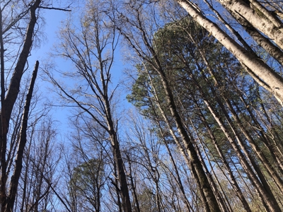 Excellent Hunting / Recreational Property - image 3