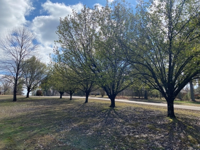 3 Bedroom Home In Selmer, Tn For Sale. Home In Neighborhood - image 8