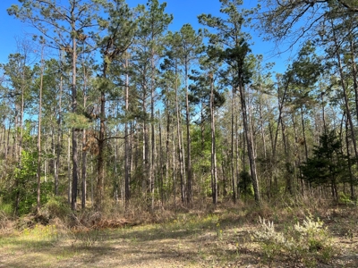 East Texas Land for Sale Lindale Smith County Texas - image 11