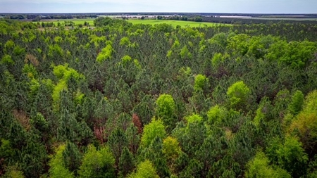 Acreage for sale in McAlpin, FL - image 4