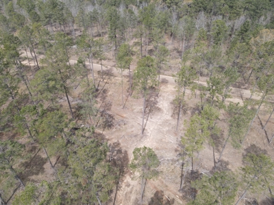 Mature Pine Acreage Near Gurdon Arkansas - image 20