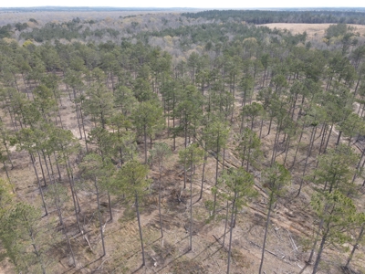 Mature Pine Acreage Near Gurdon Arkansas - image 23