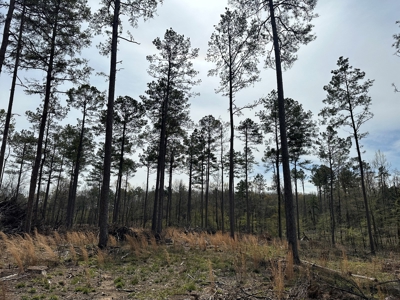 Mature Pine Acreage Near Gurdon Arkansas - image 5
