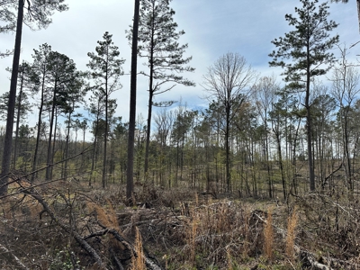 Mature Pine Acreage Near Gurdon Arkansas - image 2