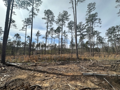 Mature Pine Acreage Near Gurdon Arkansas - image 11