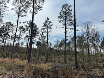 Mature Pine Acreage Near Gurdon Arkansas - image 6