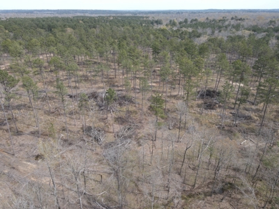 Mature Pine Acreage Near Gurdon Arkansas - image 22