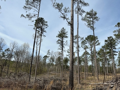 Mature Pine Acreage Near Gurdon Arkansas - image 3