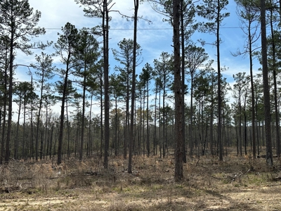 Mature Pine Acreage Near Gurdon Arkansas - image 36