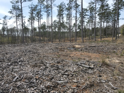 Mature Pine Acreage Near Gurdon Arkansas - image 15