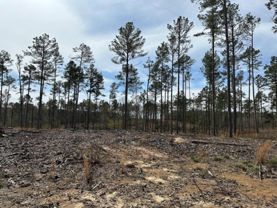 Mature Pine Acreage Near Gurdon Arkansas - image 17