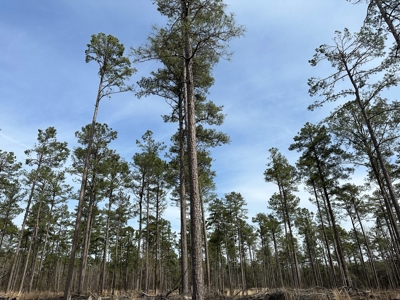 Mature Pine Acreage Near Gurdon Arkansas - image 4