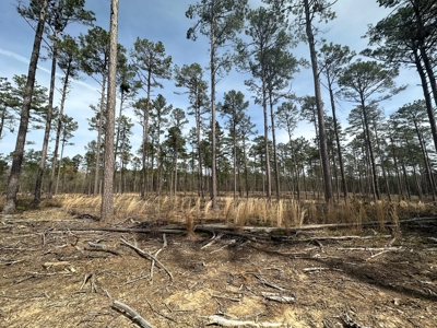 Mature Pine Acreage Near Gurdon Arkansas - image 9