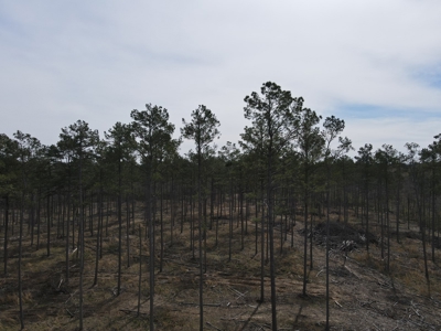Mature Pine Acreage Near Gurdon Arkansas - image 31