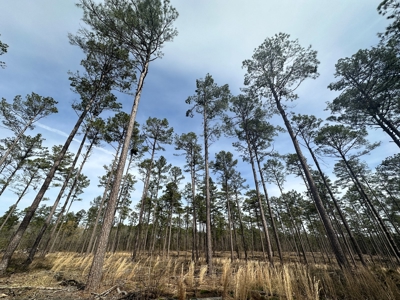 Mature Pine Acreage Near Gurdon Arkansas - image 8