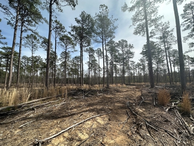 Mature Pine Acreage Near Gurdon Arkansas - image 10