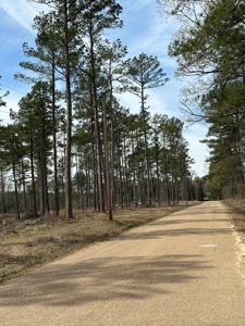 Mature Pine Acreage Near Gurdon Arkansas - image 35