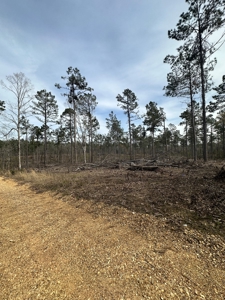 Mature Pine Acreage Near Gurdon Arkansas - image 33