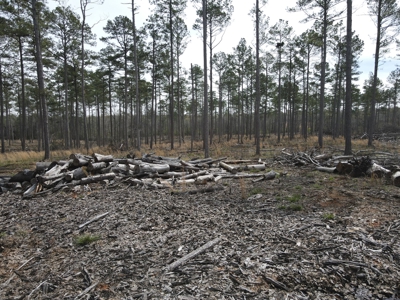 Mature Pine Acreage Near Gurdon Arkansas - image 16