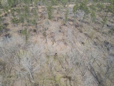 Mature Pine Acreage Near Gurdon Arkansas - image 27