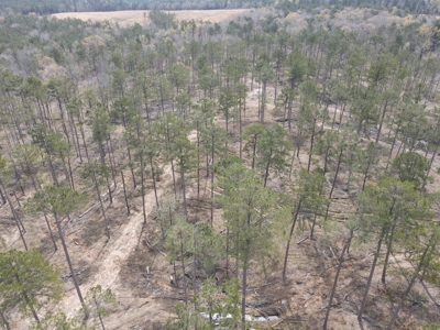 Mature Pine Acreage Near Gurdon Arkansas - image 18