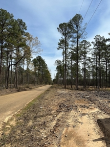 Mature Pine Acreage Near Gurdon Arkansas - image 12