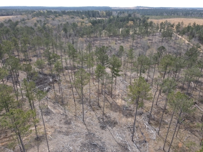 Mature Pine Acreage Near Gurdon Arkansas - image 24