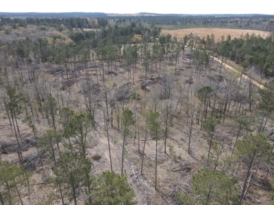 Mature Pine Acreage Near Gurdon Arkansas - image 29