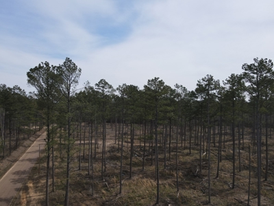 Mature Pine Acreage Near Gurdon Arkansas - image 28