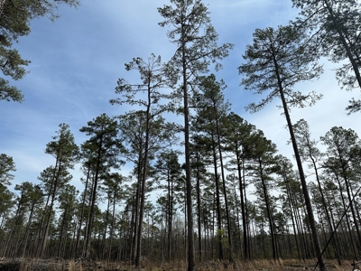 Mature Pine Acreage Near Gurdon Arkansas - image 1