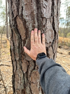 Mature Pine Acreage Near Gurdon Arkansas - image 7