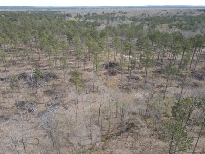 Mature Pine Acreage Near Gurdon Arkansas - image 21