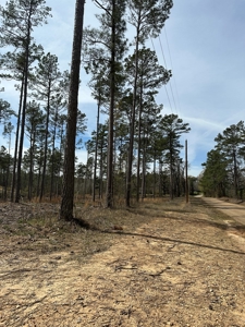Mature Pine Acreage Near Gurdon Arkansas - image 14