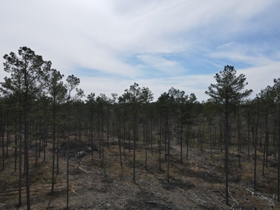 Mature Pine Acreage Near Gurdon Arkansas - image 32