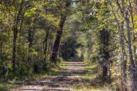 360+/- Acres High Fence Land for Sale North Louisiana - image 12