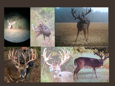 360+/- Acres High Fence Land for Sale North Louisiana - image 15