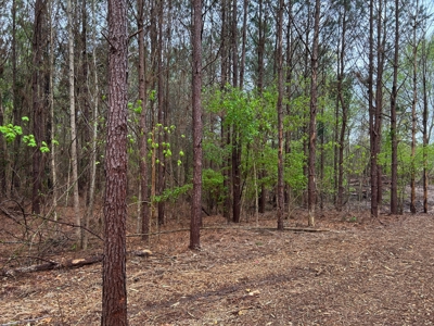 Land for Sale in East Texas - image 12