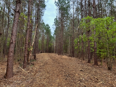 Land for Sale in East Texas - image 2
