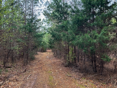 Land for Sale in East Texas - image 5